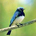 野鳥の森