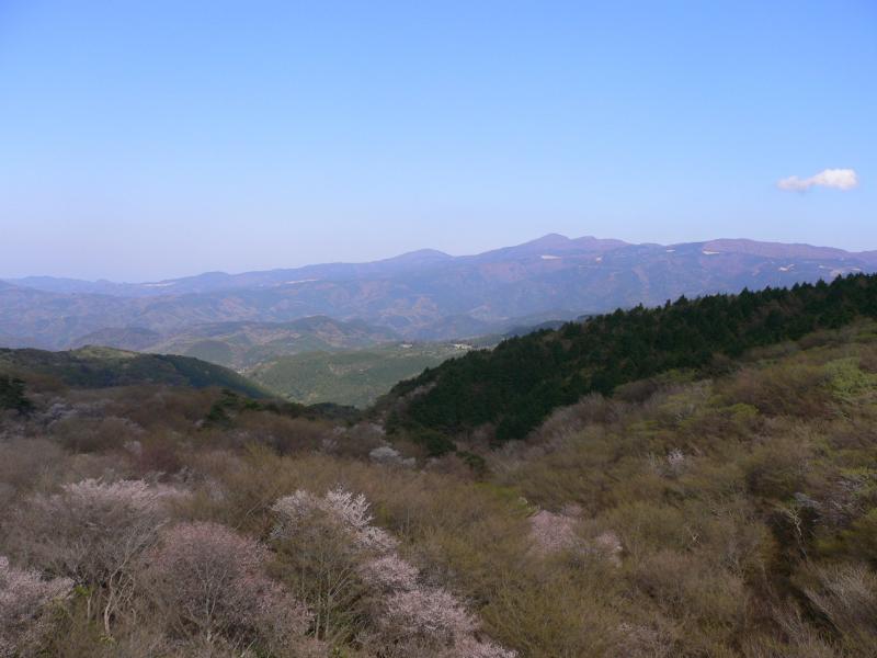 春めく天城山