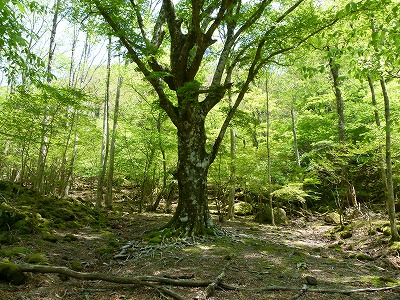 森の奥にたたずむブナの巨木