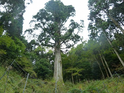 湯ヶ島国有林内にある太郎杉