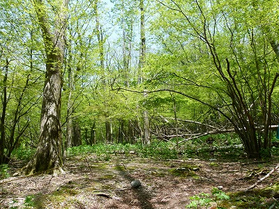 林床に群生するトリカブト
