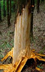 クマに剥皮された造林木