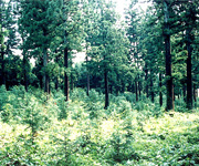 画像 国有林の森林整備の方向