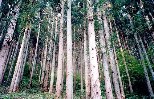buniku