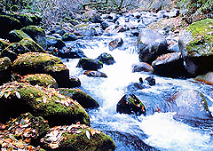 荒川源流部「真の沢」の清流