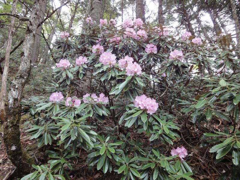 両神山のシャクナゲ