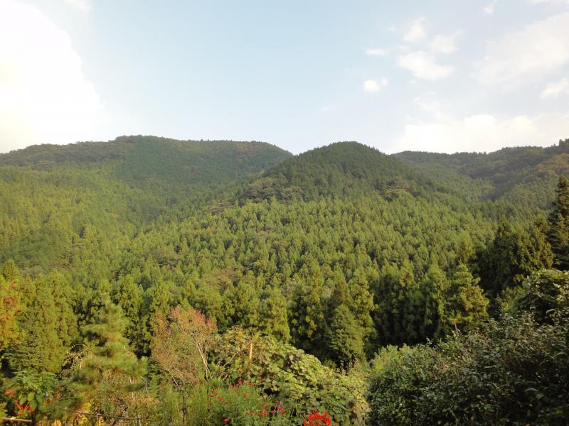 外秩父山地の国有林