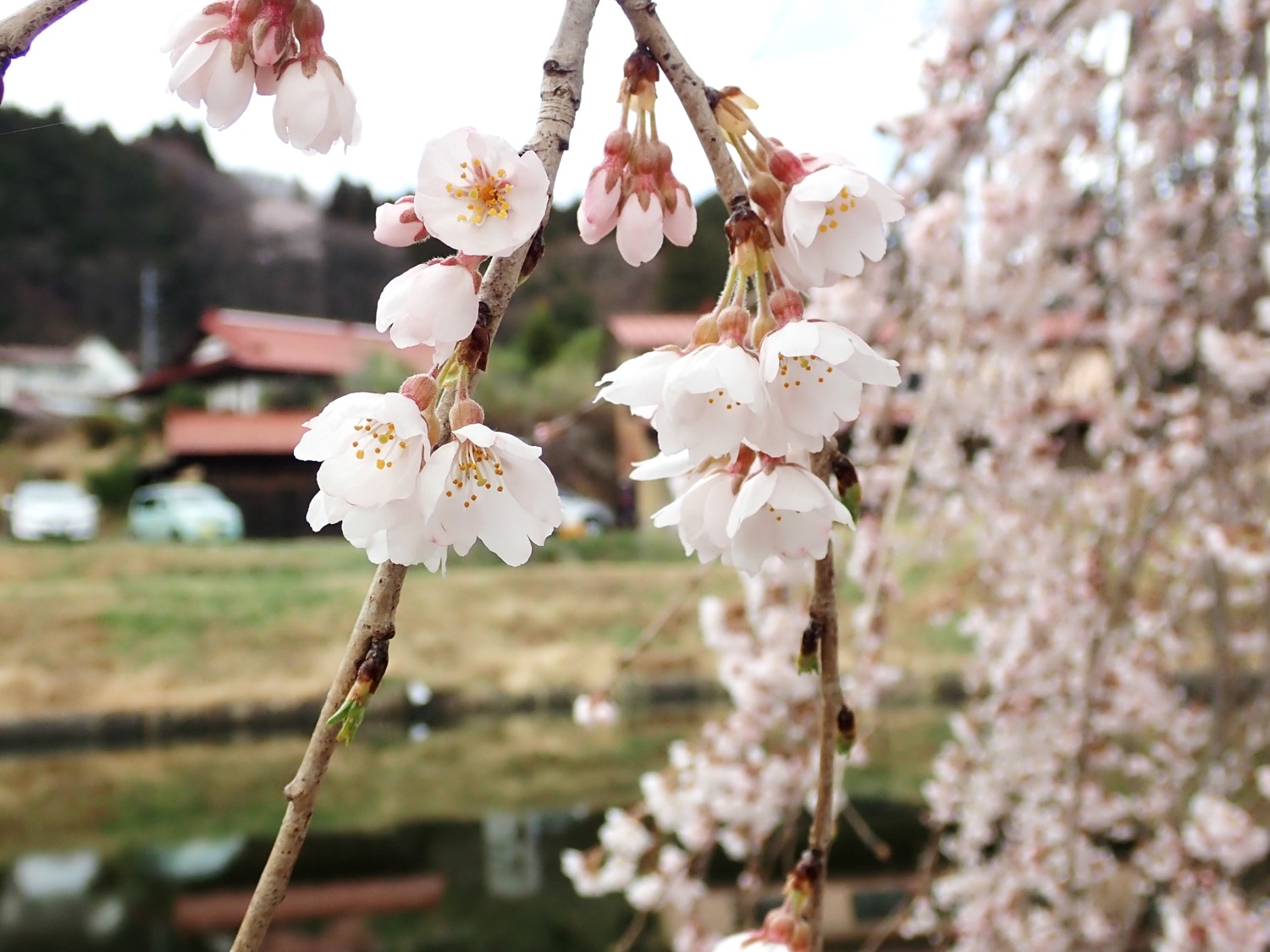 花園のしだれ桜（R5.3.28）