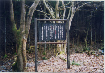 小下沢国有林