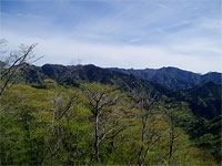 静岡・山梨県境の世附国有林、稜線部は丹沢緑の回廊に指定されています。