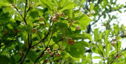サラサドウダンツツジの花