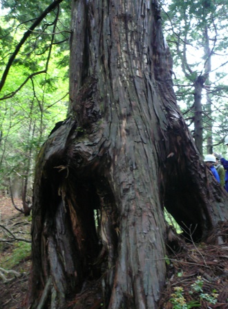ヒノキ大木