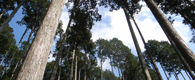 樹林