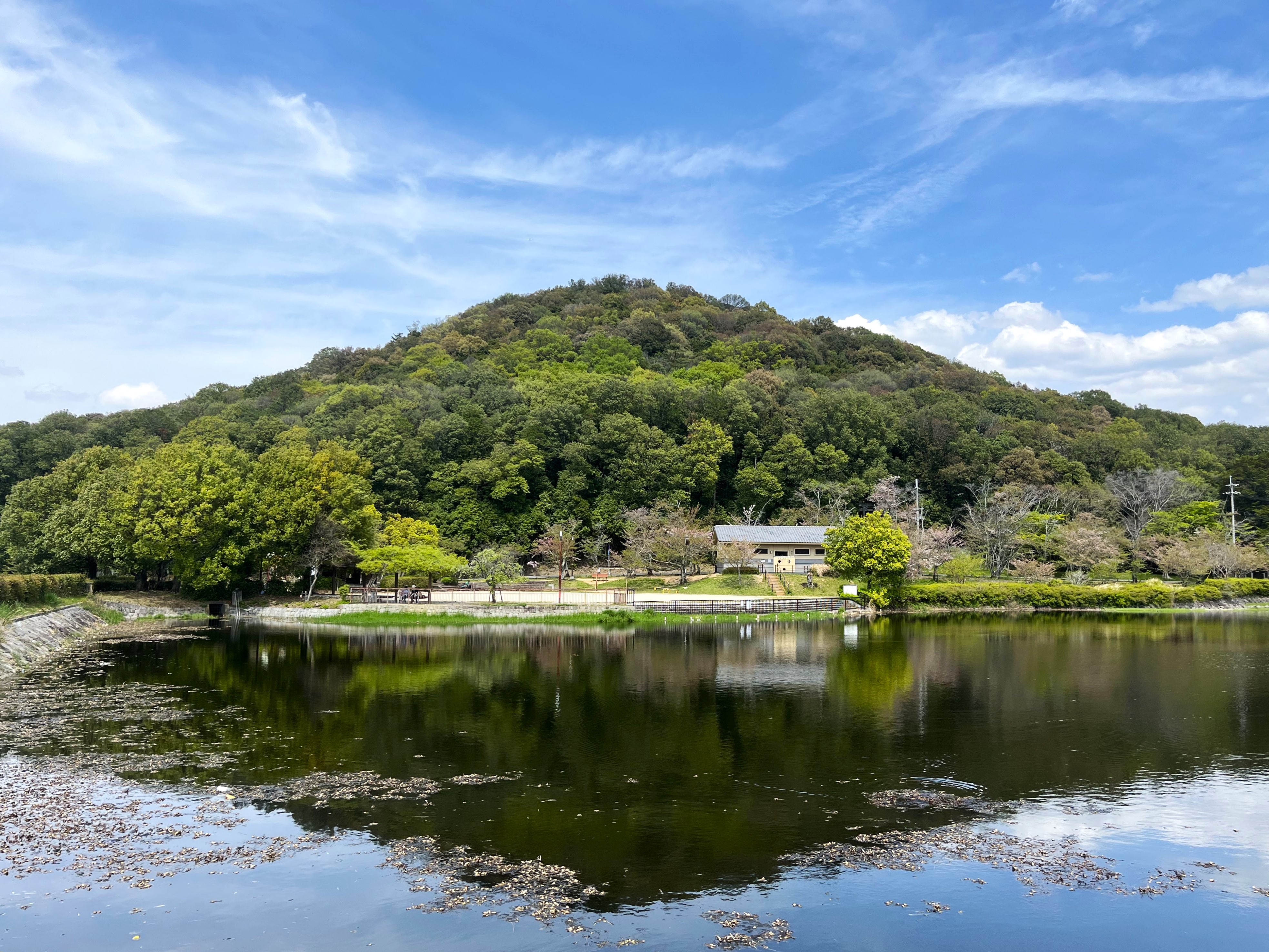 大和三山風景林のうちの耳成山の全景