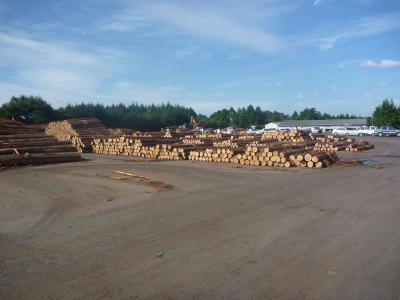 木材市場の光景。多くの丸太があります。