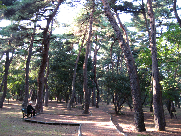 アカマツ林　【松原】