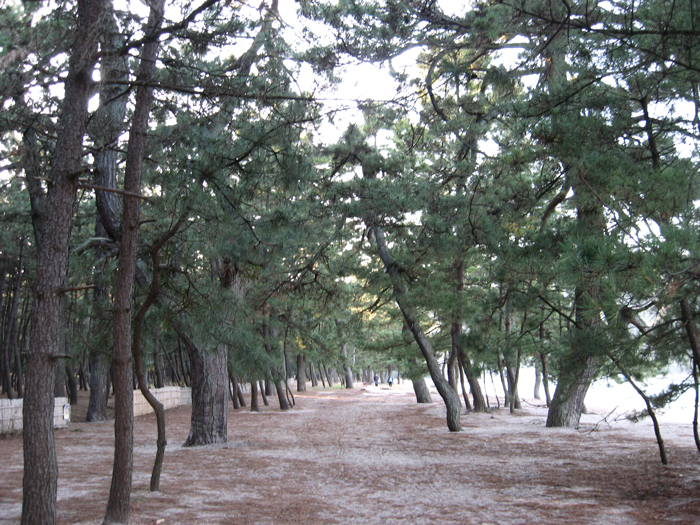 クロマツ林　【松原】