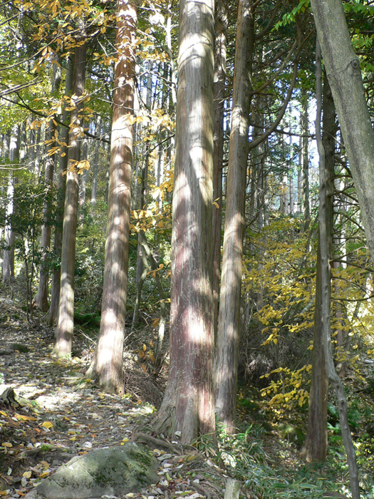 檜皮の森②