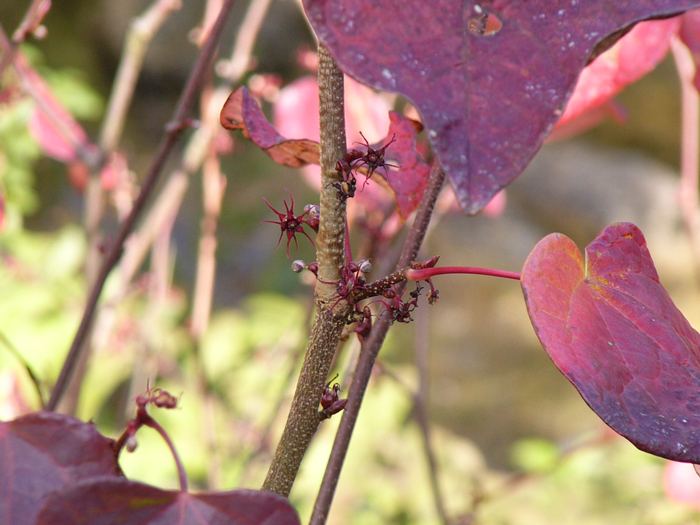 マルバノキ（花と紅葉）