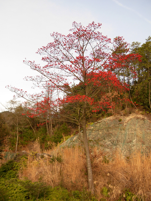 たまみずき　（実）