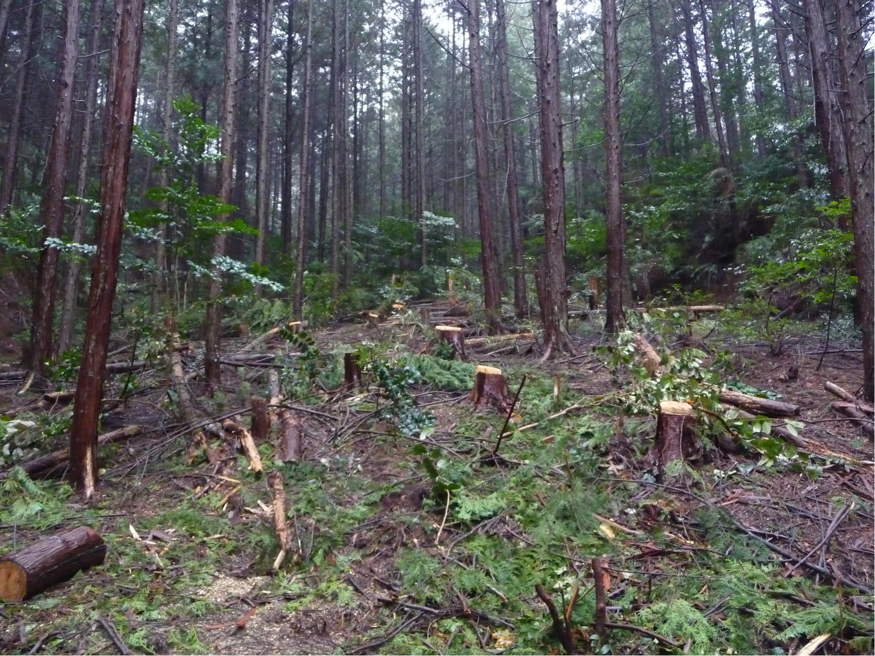 列状間伐後の人工林