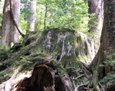写真：ウイルソン株