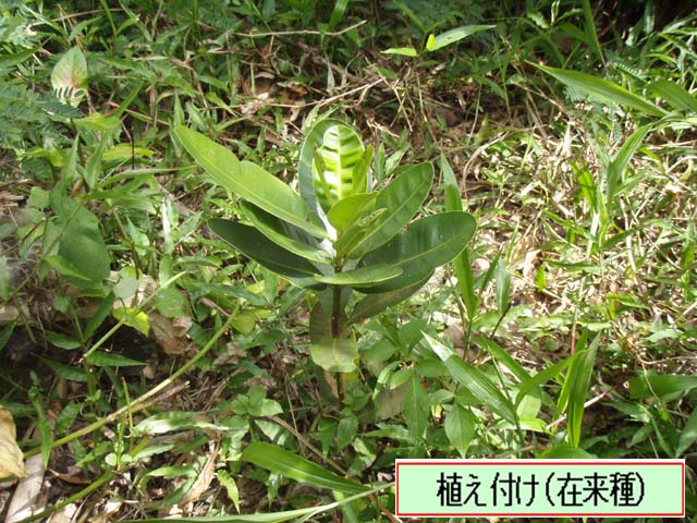 写真：テリハボク（在来種）の植え付け
