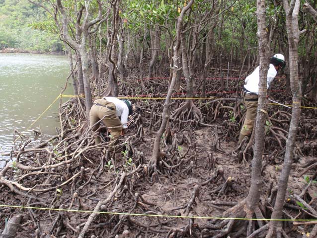 マングローブ林内の稚樹発生状況調査