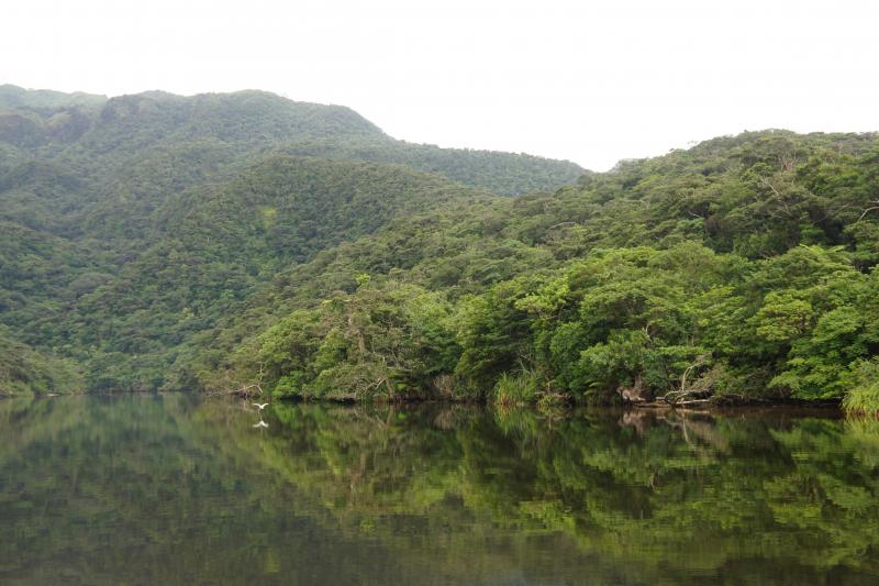 西表島_森林生態系保護地域