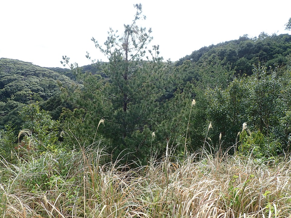 種子島ヤクタネゴヨウ採種林内の選抜個体