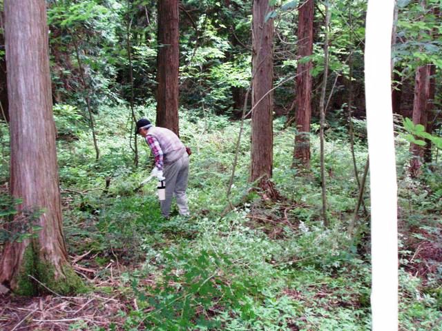 木うその森
