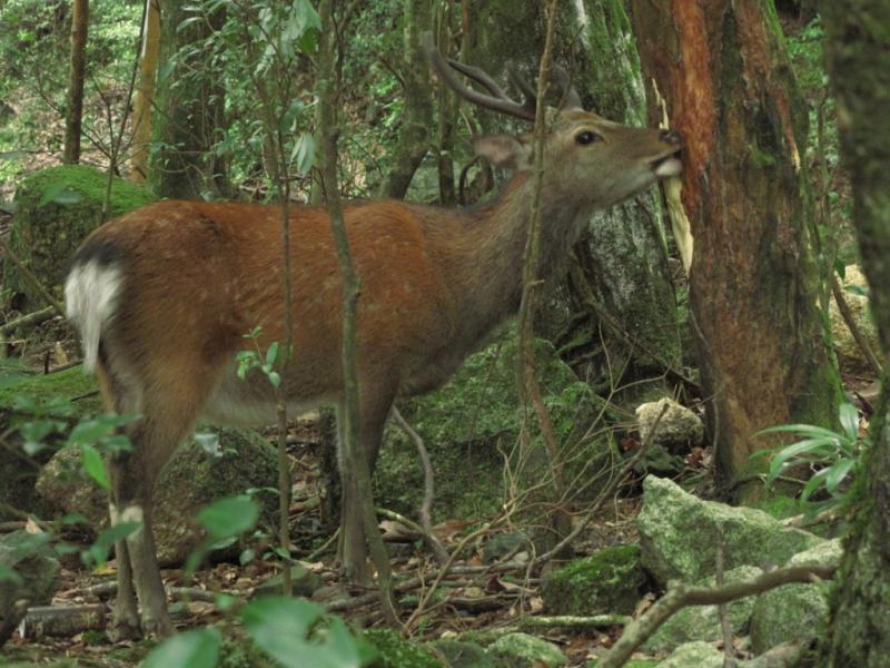 画像：シカによるエゴノキの食害
