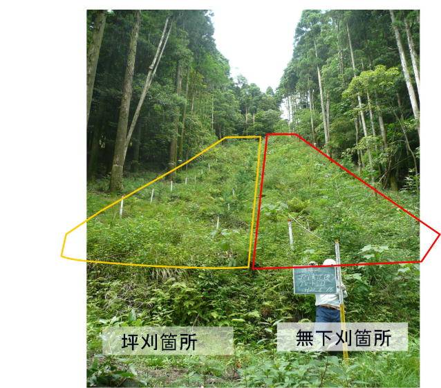 写真：誘導伐試験地