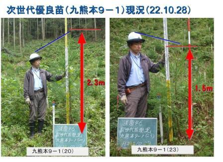 写真：次世代優良苗（植栽後8ヶ月）