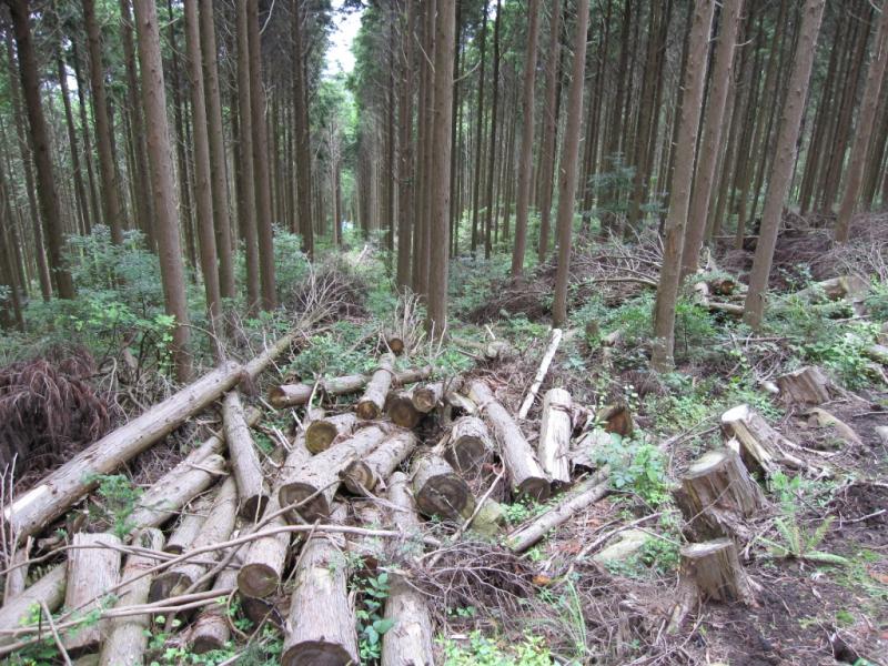 画像：林地残材