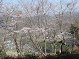 ソメイヨシノの開花