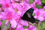 カラスアゲハ