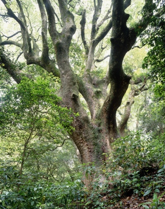 立花山の大クス