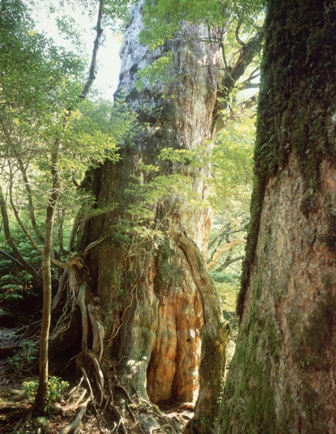 紀元杉