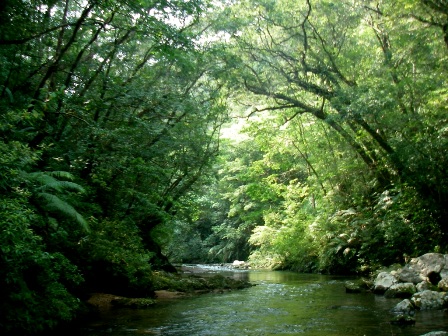 渓流沿いの森林