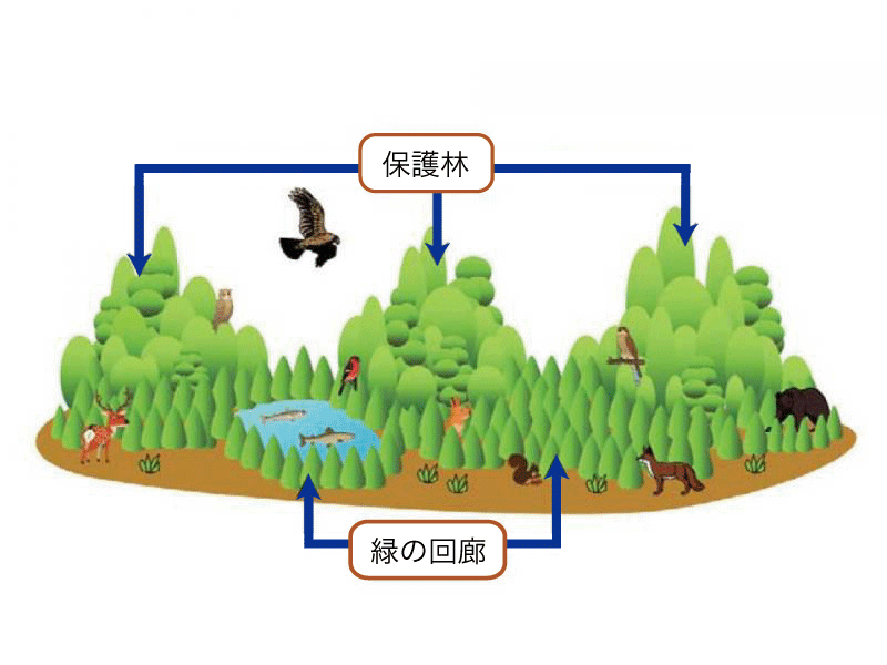 緑の回廊