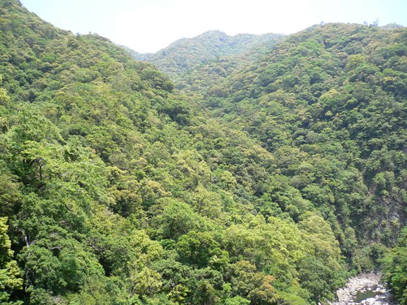 宮崎県綾町にある保護林の遠景