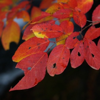 シラキの紅葉