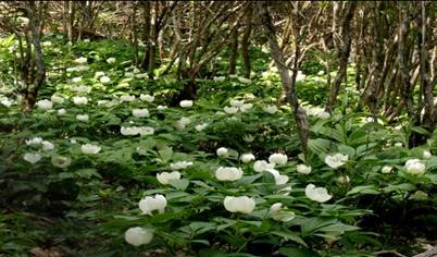 忌避植物ヤマシャクヤクの優占