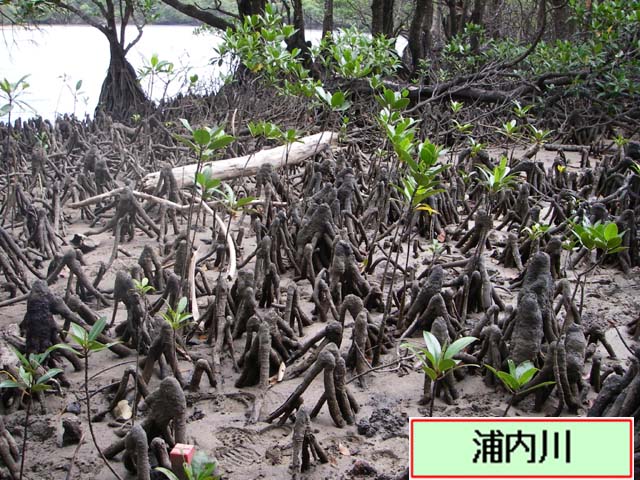 写真：浦内川マングローブ林の稚樹