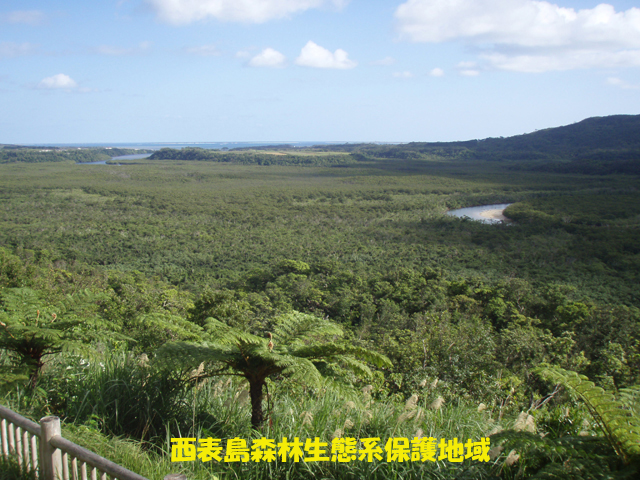 写真：西表島森林生態系保護地域