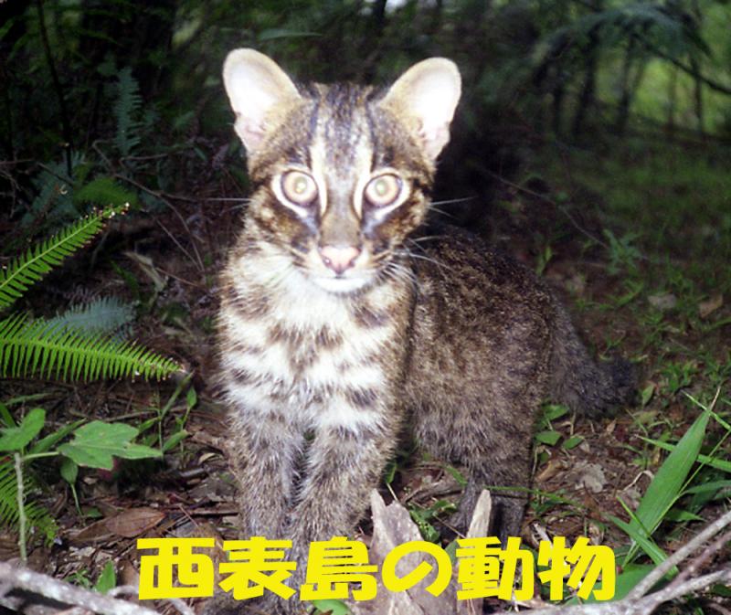 写真：西表島の動物