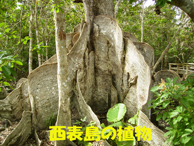 写真：西表島の植物