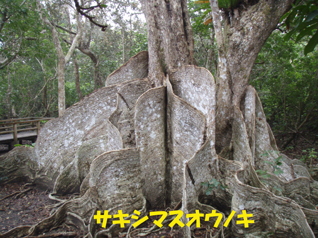 写真:サキシマスオウノキ