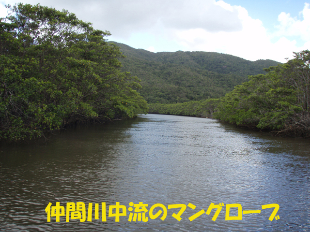 写真:仲間川中流のマングローブ林